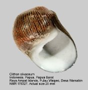 Clithon olivaceum